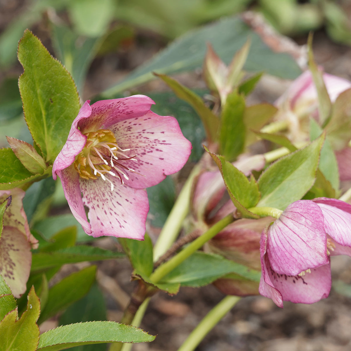 Kerstroos Pink Lady - Bakker