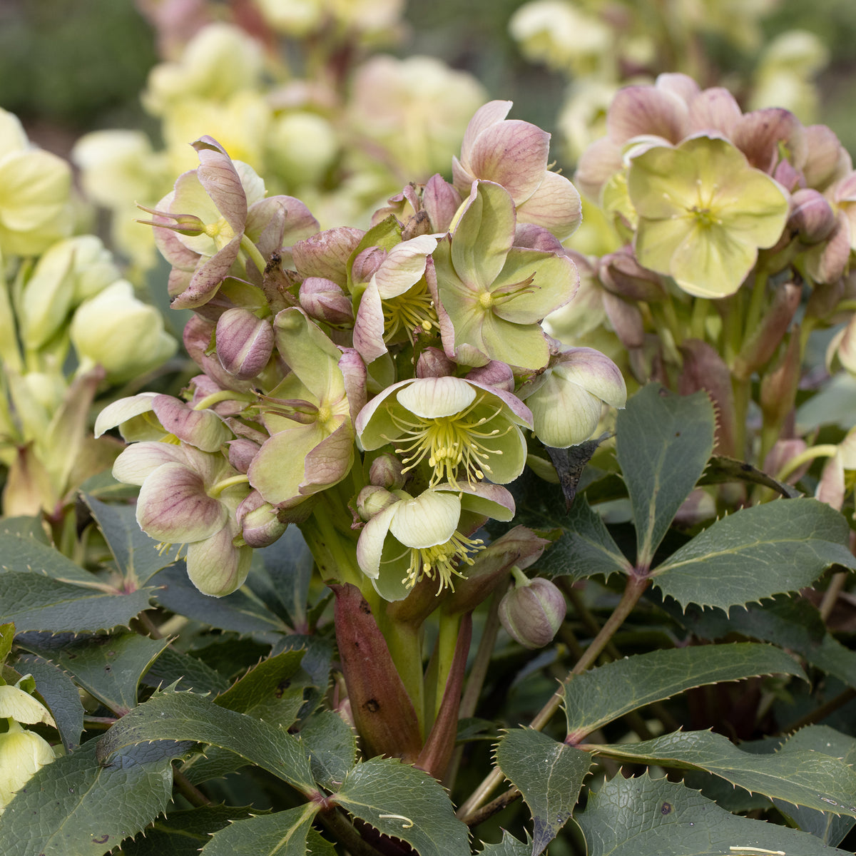 Helleborus - Kerstroos - Kerstroos Stern - Helleborus sternii