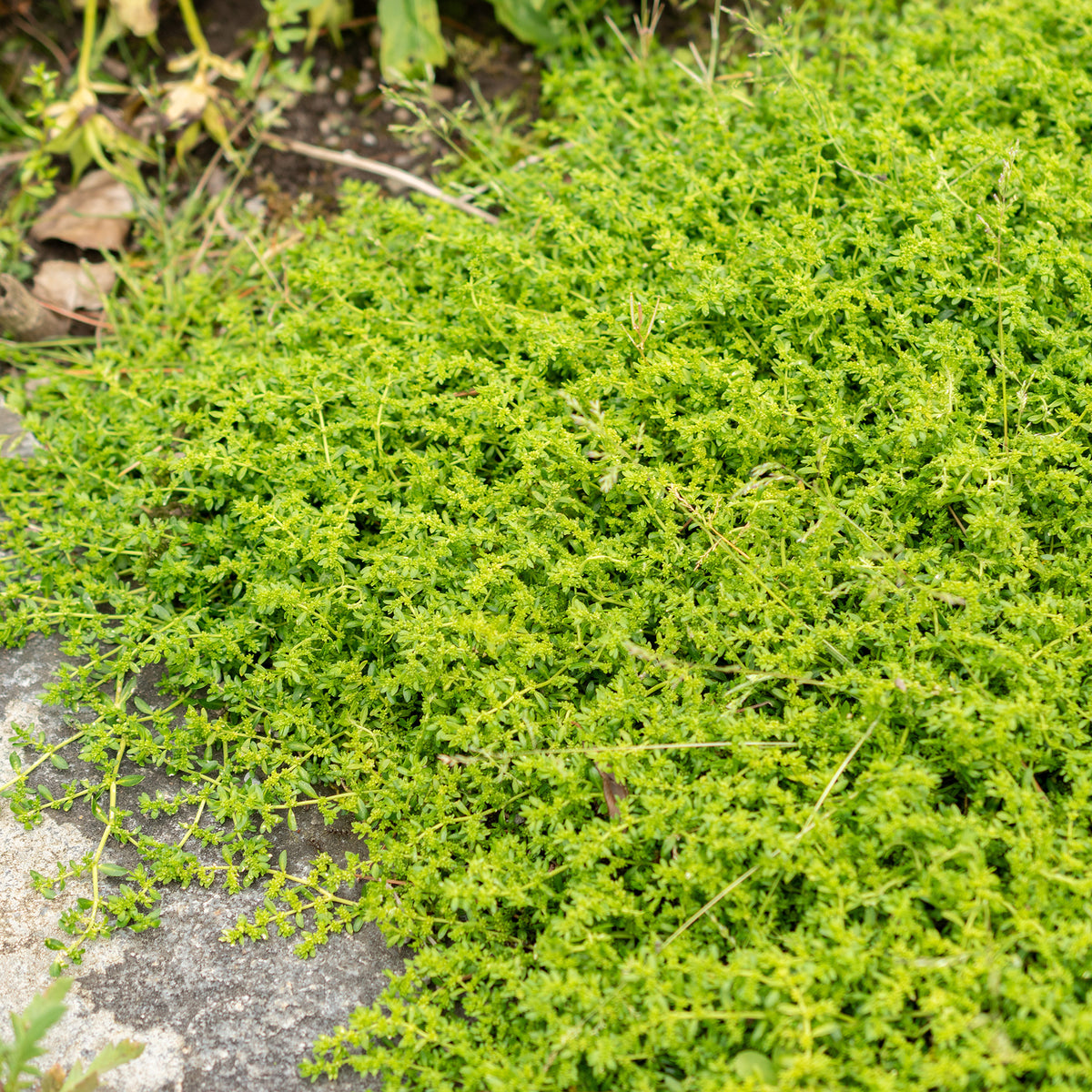 Herniaria glabra - Kaal breukkruid - Vaste planten
