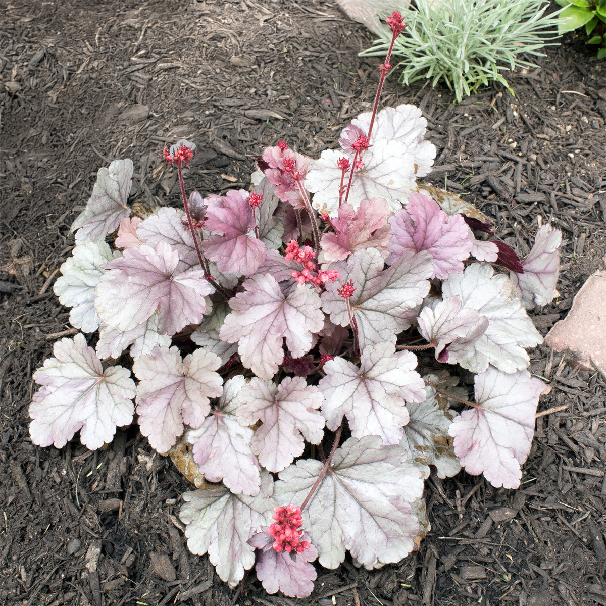 Purperklokje 'Silver Gumdrop' - Bakker