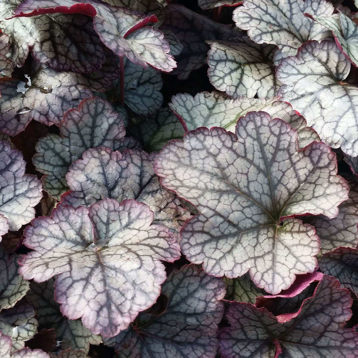 Heuchera - Purperklokje - Purperklokje Silver Scrolls - Heuchera Silver Scrolls