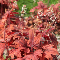 Purperklokje 'Marmalade' - Heuchera marmalade - Bakker