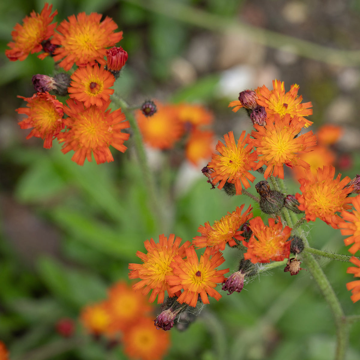 Hieracium aurantiacum - Havikskruid - Vaste planten