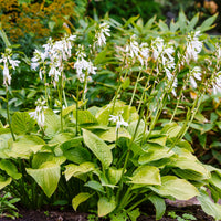 Hosta hybride royal standard - Hartlelie Royal Standard - Hosta - Hartlelie