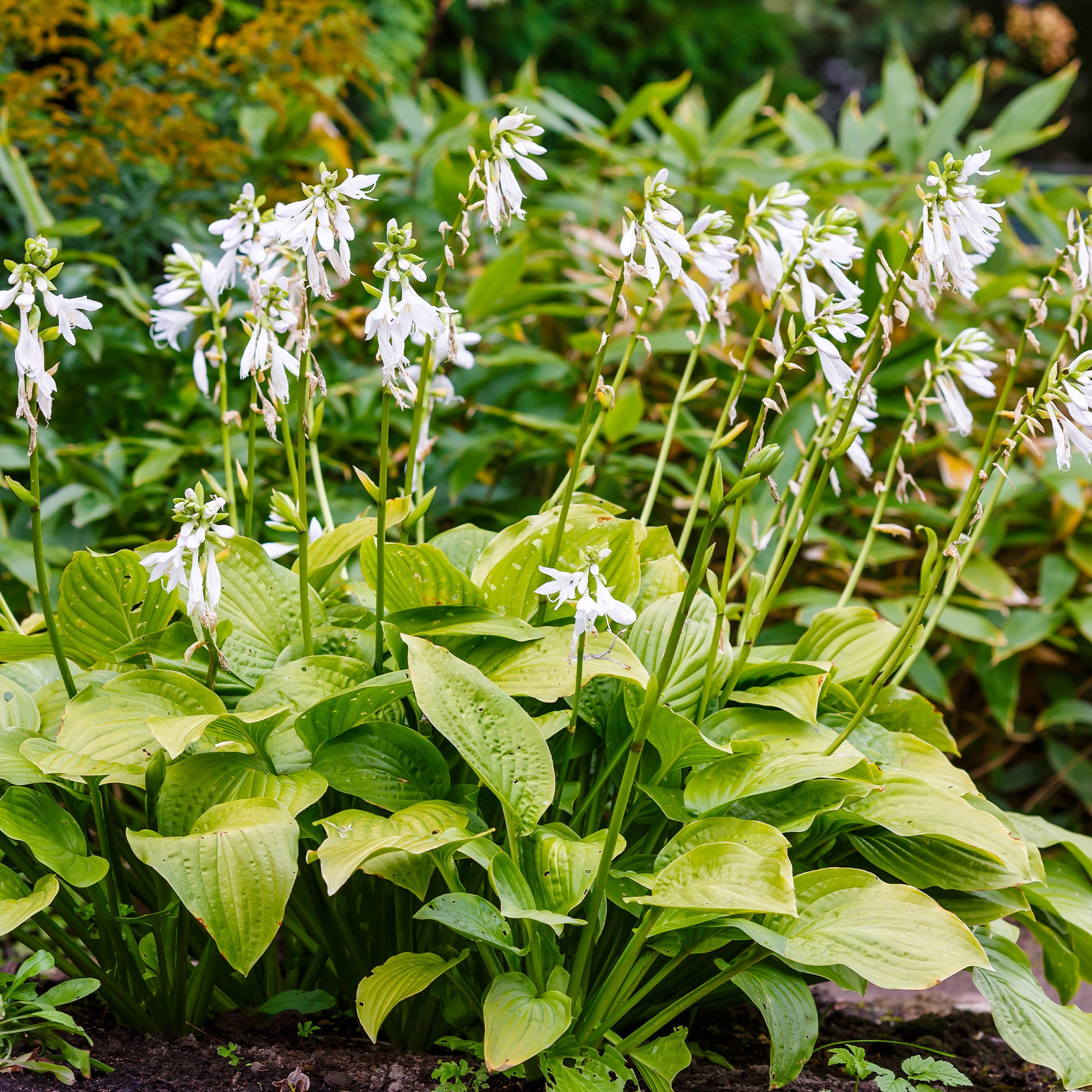 Hosta hybride royal standard - Hartlelie Royal Standard - Hosta - Hartlelie
