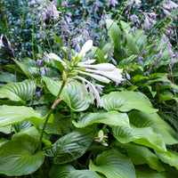 Hartlelie Royal Standard - Hosta hybride royal standard - Bakker