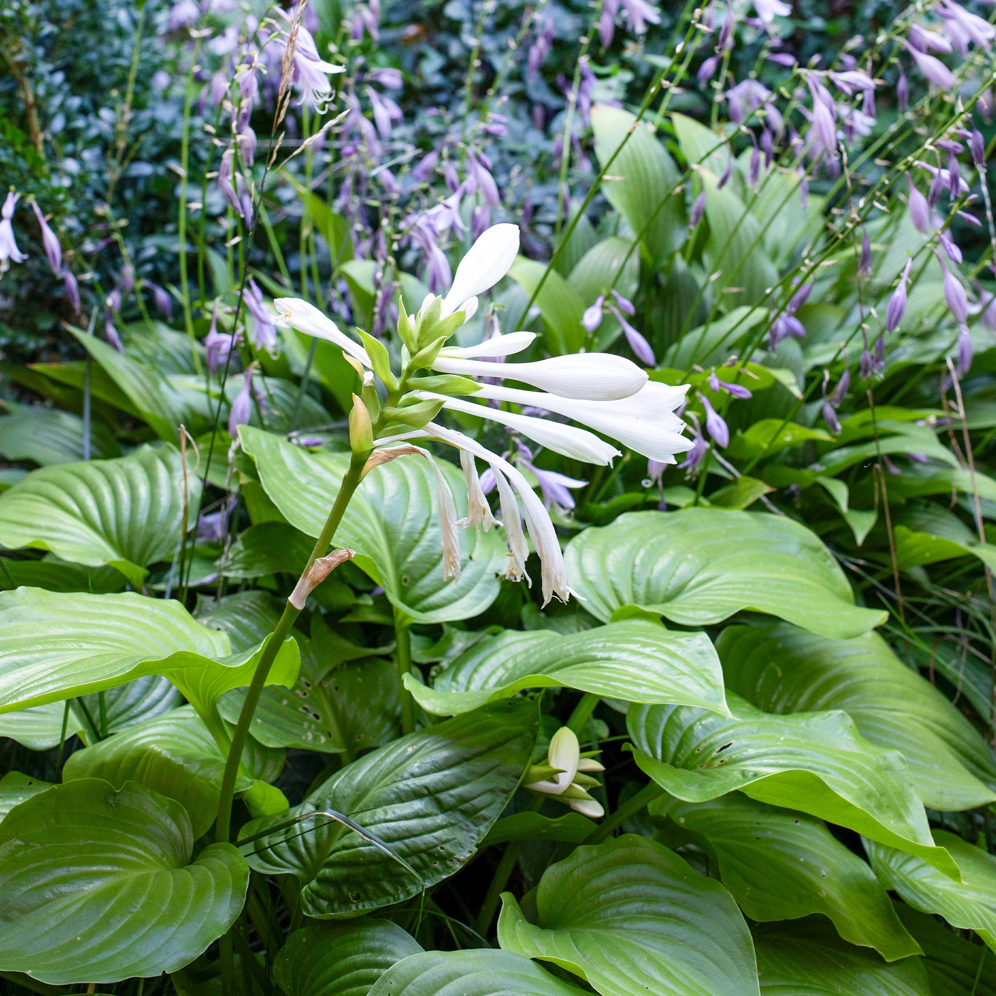 Hartlelie Royal Standard - Hosta hybride royal standard - Bakker