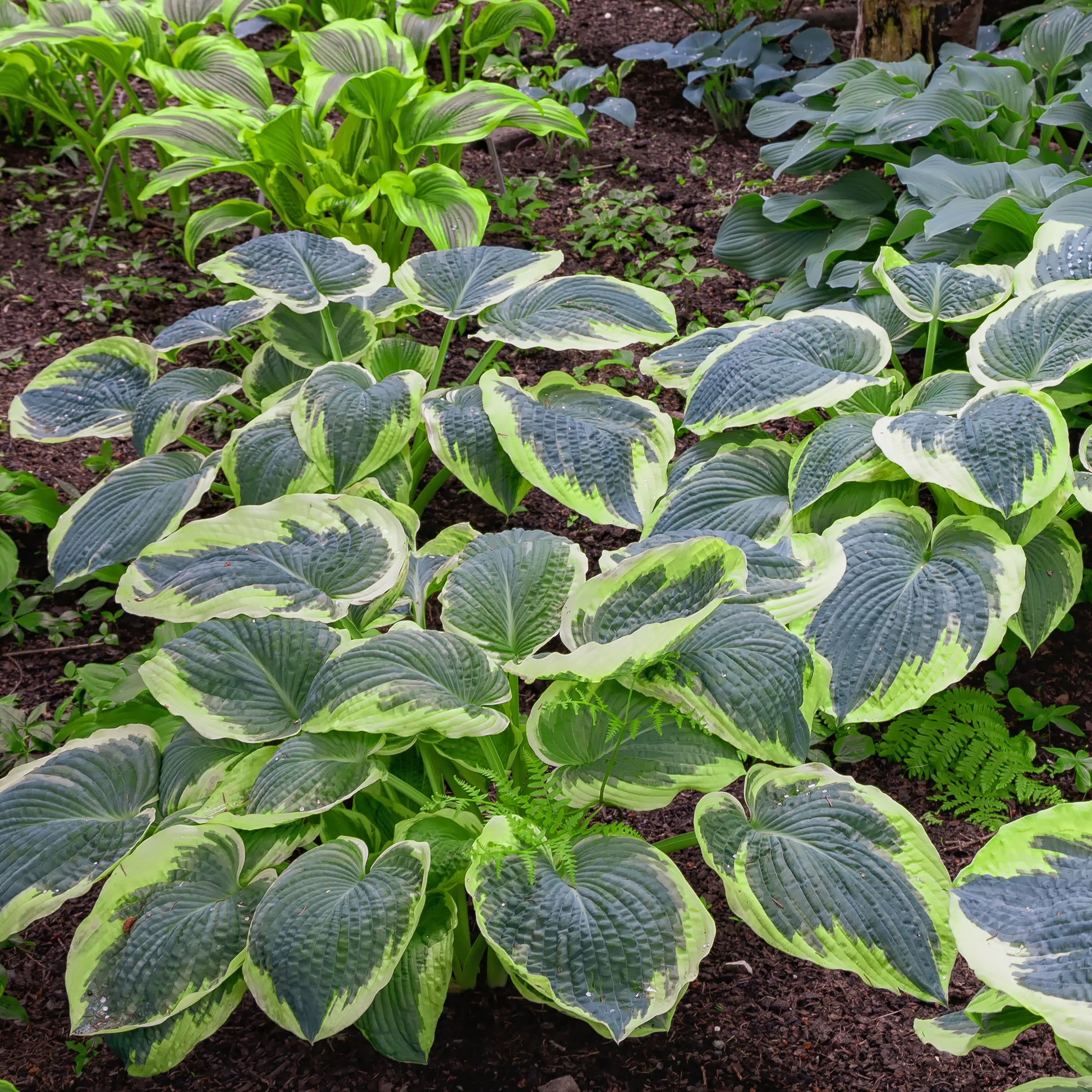 Hartlelie Sugar Daddy - Hosta sugar daddy - Bakker