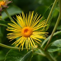 Bloeiende vaste planten - Grote alant - Inula magnifica