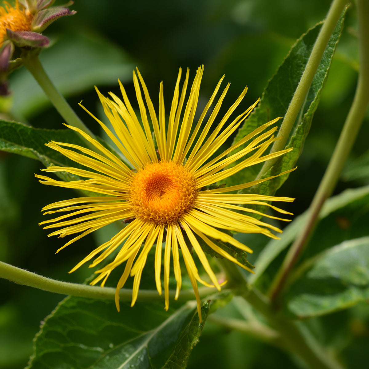 Bloeiende vaste planten - Grote alant - Inula magnifica
