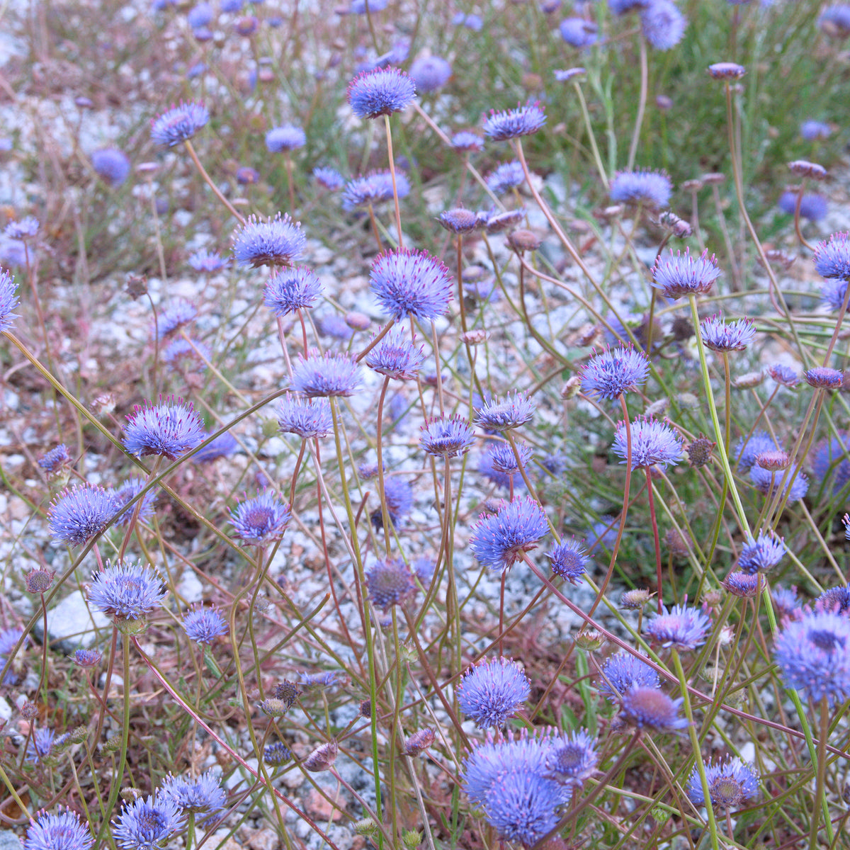 Wilde tuinplanten - Zandblauwtje Blaulicht - Jasione laevis