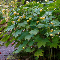 Japanse wasbloem - Kirengeshoma palmata - Bakker