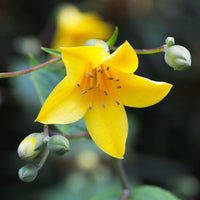 Kirengeshoma palmata - Japanse wasbloem - Vaste planten