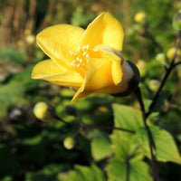 Vaste planten - Japanse wasbloem - Kirengeshoma palmata