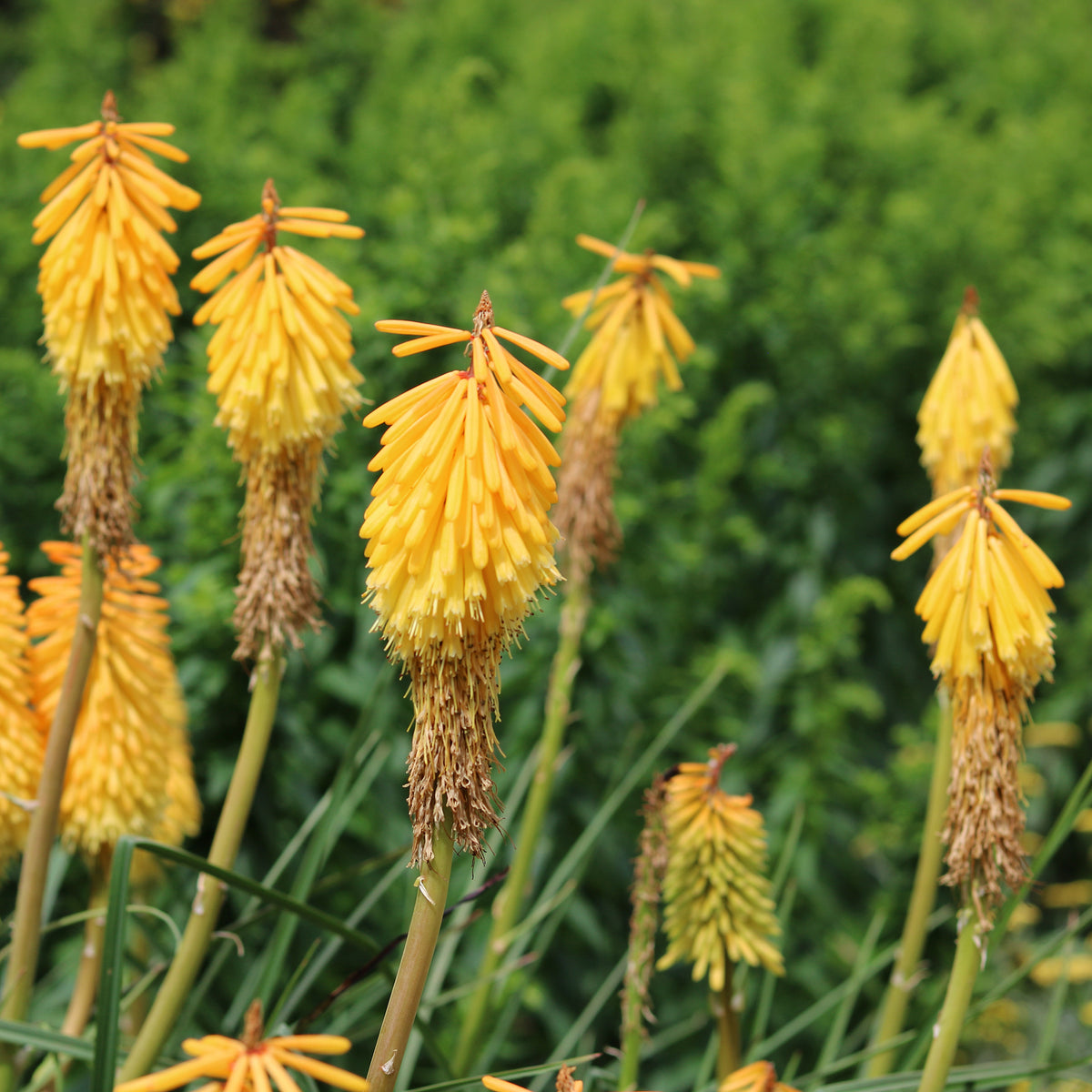 Vuupijl Mango Popsicle - Kniphofia mango popsicle ( popsicle series ) - Bakker
