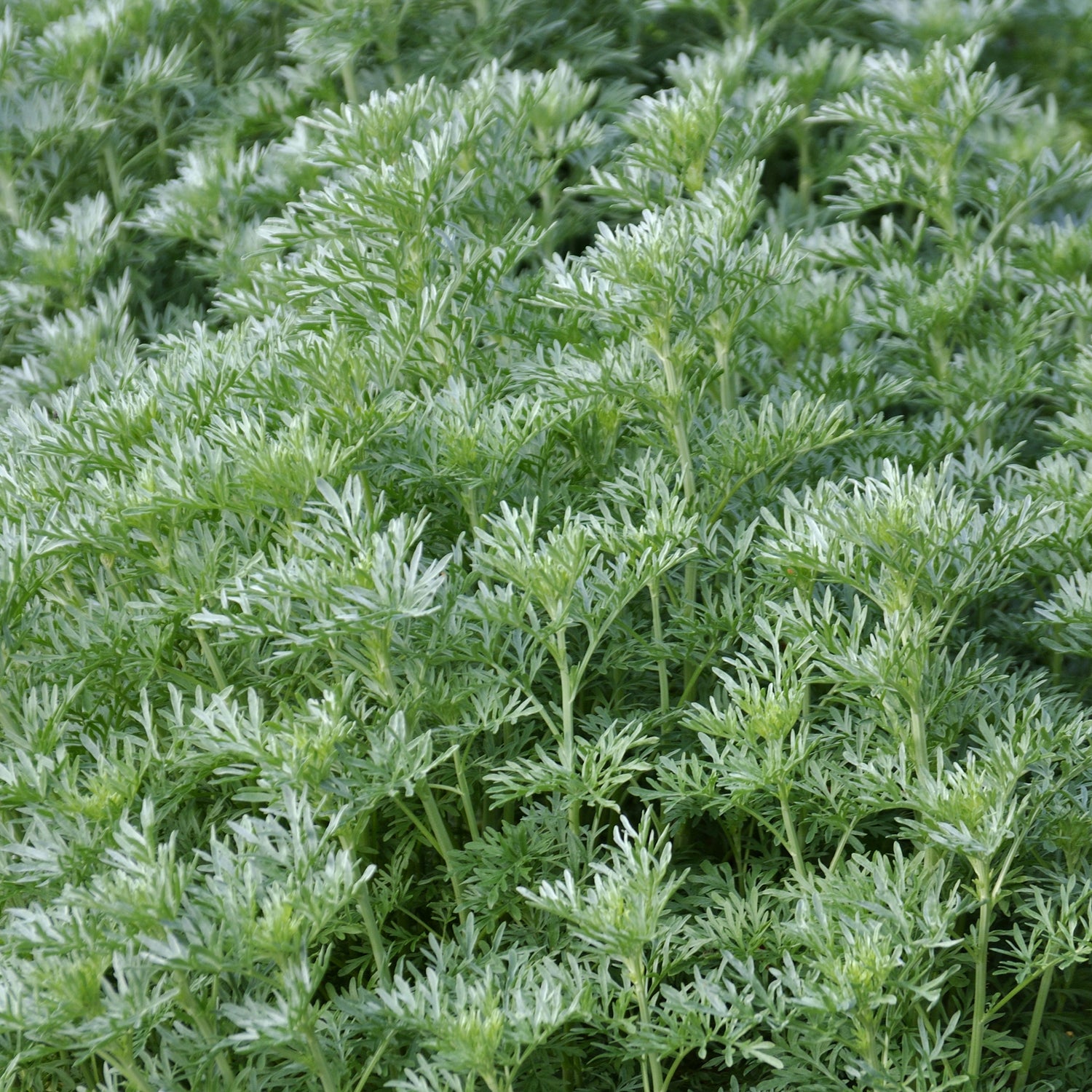 Artemisia absinthium - Alsem