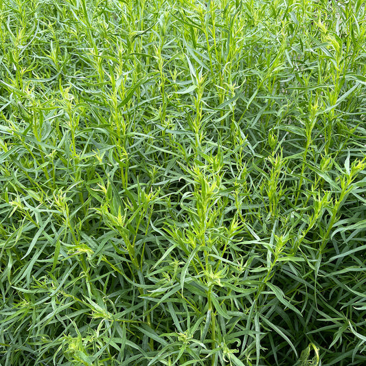 Dragon 9cm pot - Bakker