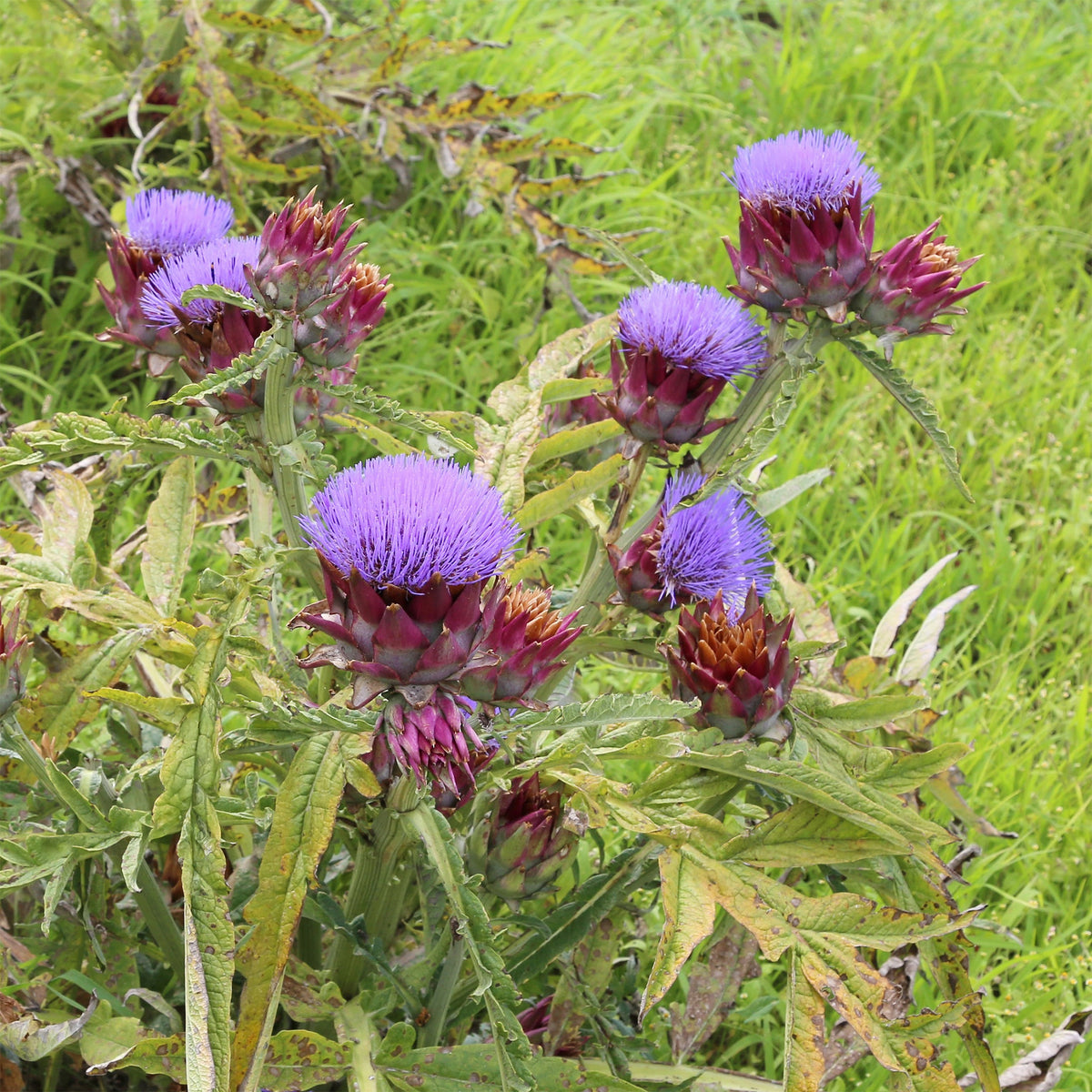 Cynara scolymus - Artisjok - Artisjok