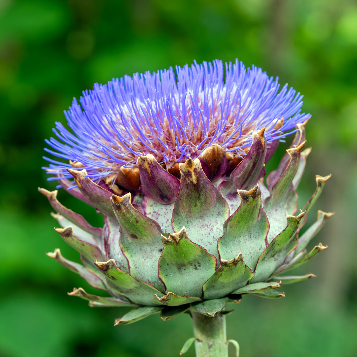 Artisjok - Artisjok - Cynara scolymus