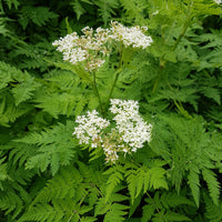 Roomse kervel - Myrrhis odorata - Bakker