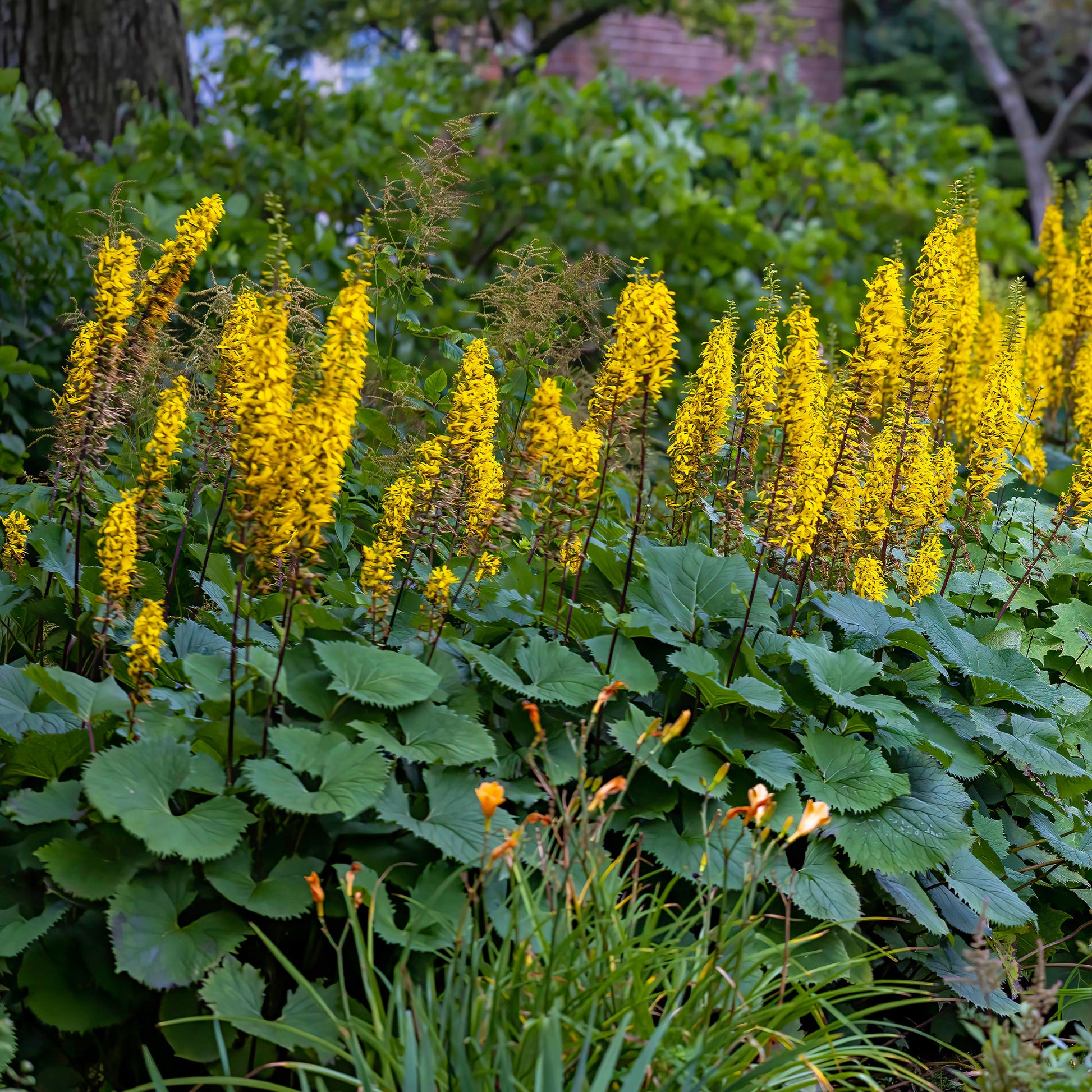 Kruiskruid Shavalski The Rocket - Bakker