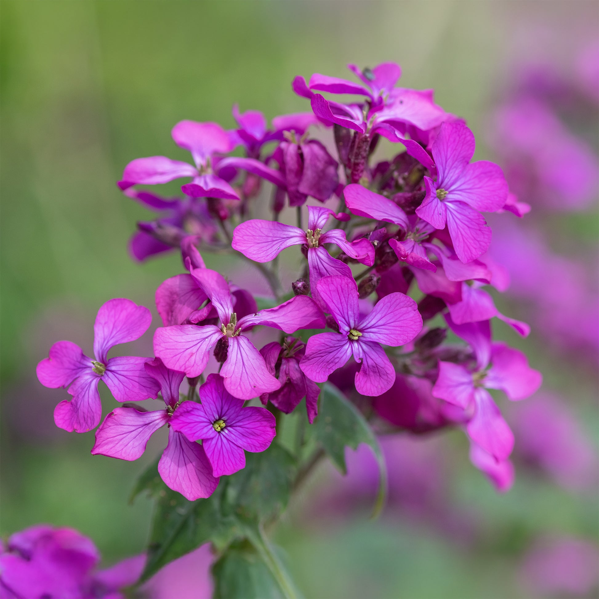 Judaspenning roos - Lunaria annua - Bakker