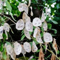 Lunaria annua - Judaspenning roos - Vaste planten