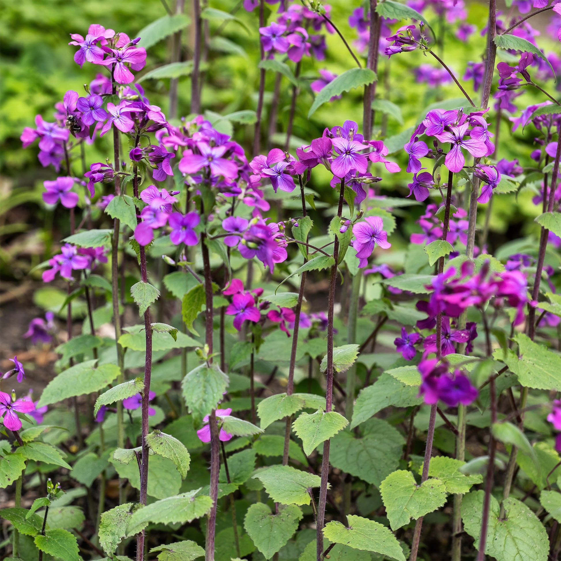 Lunaria annua - Judaspenning roos - Vaste planten