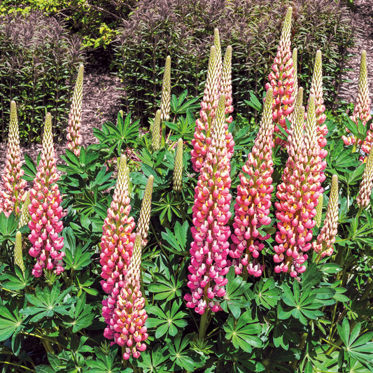Lupine La Chateleine - Bakker