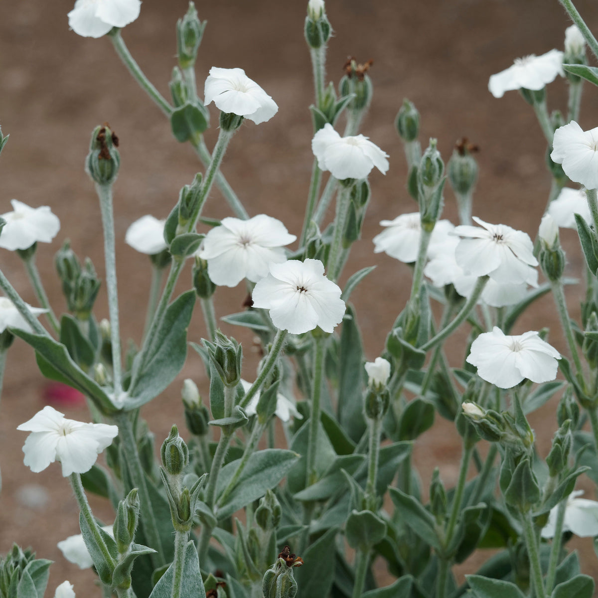 Prikneus Alba - Bakker