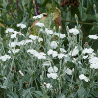 Lychnis coronaria alba - Prikneus Alba - Oeverplanten