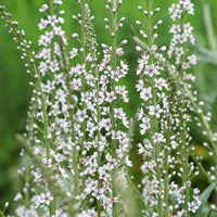 Wederik - Lysimachia ephemerum - Bakker