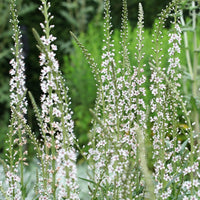 Lysimachia ephemerum - Wederik - Vaste planten