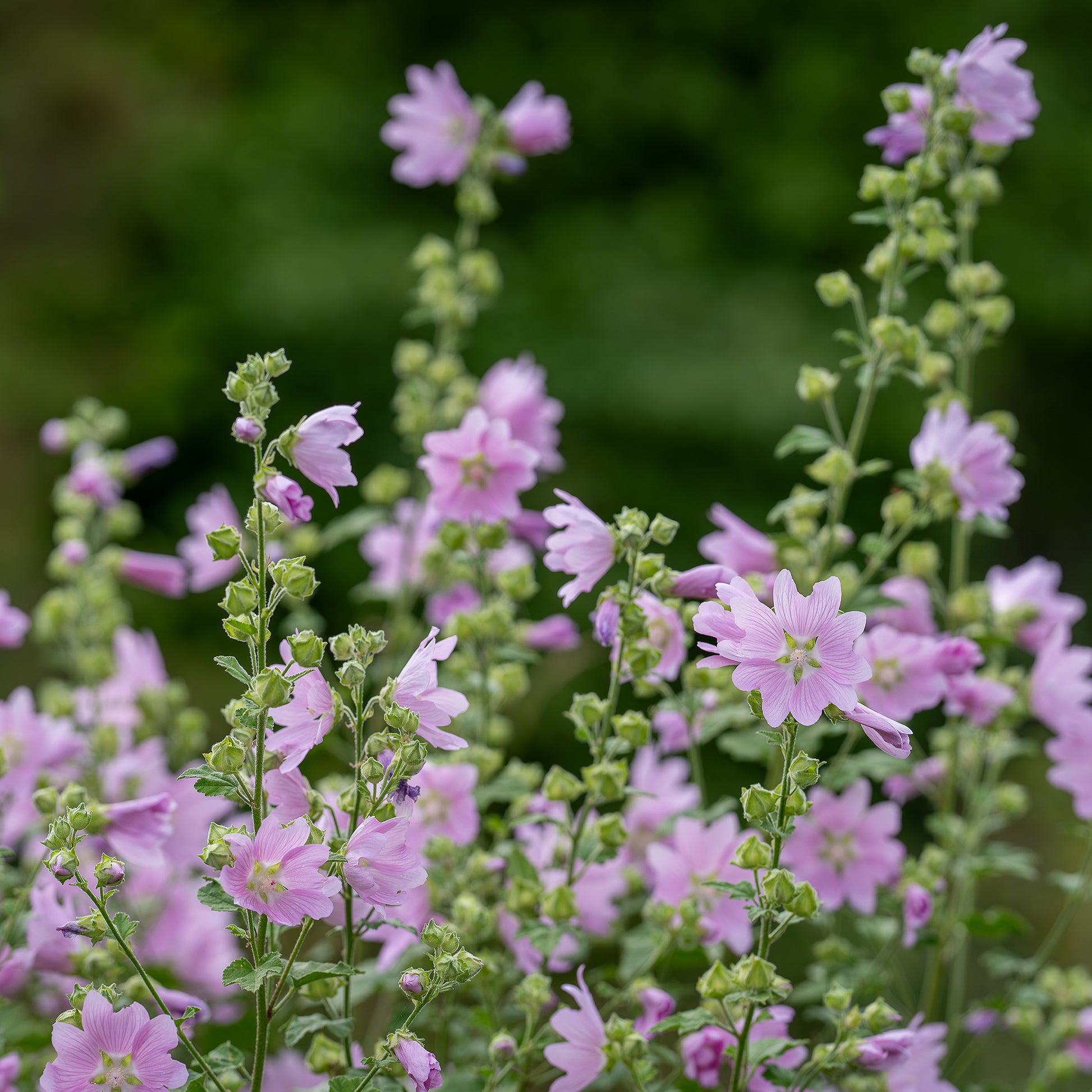 Kaasjeskruid Rosea - Malva moschata Rosea - Bakker
