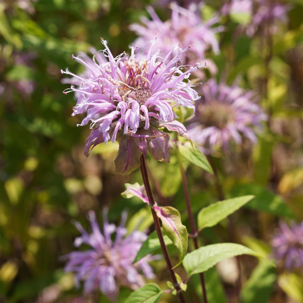 Bergamotplant - Monarda bradburiana - Bakker