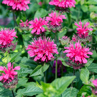 Monarda Pink Lace - Bergamotplant Pink Lace - Monarde