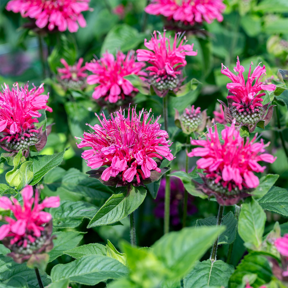 Monarda Pink Lace - Bergamotplant Pink Lace - Monarde