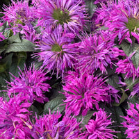 Bergamotplant Purple Lace - Monarda fistulosa Purple Lace - Bakker