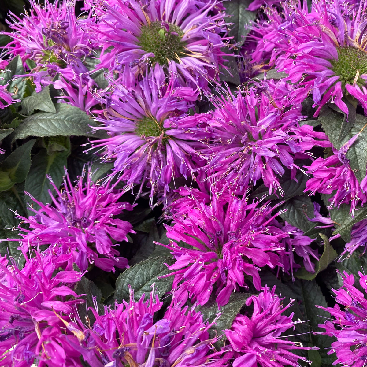 Bergamotplant Purple Lace - Monarda fistulosa Purple Lace - Bakker
