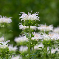 Verkoop Bergamotplant 'Schneewittchen' - Monarda schneewittchen
