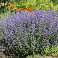 Bloeiende vaste planten - 5 vaste planten voor zonnige border - Deschampsia cespitosa, Gaura lindheimeri, Nepeta faassenii, Perovskia atriplicifolia, Echinacea pallida                