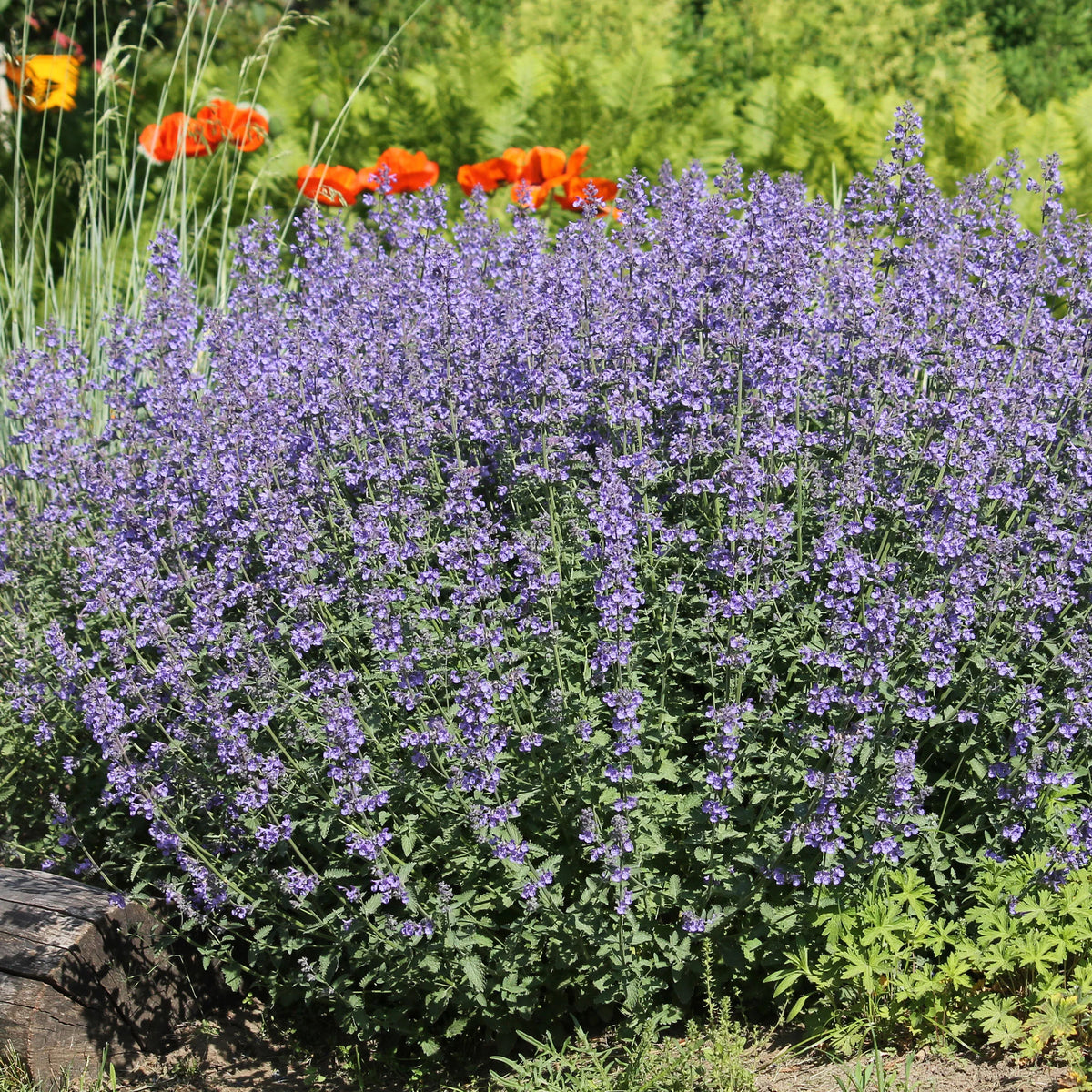 Bloeiende vaste planten - 5 vaste planten voor zonnige border - Deschampsia cespitosa, Gaura lindheimeri, Nepeta faassenii, Perovskia atriplicifolia, Echinacea pallida                