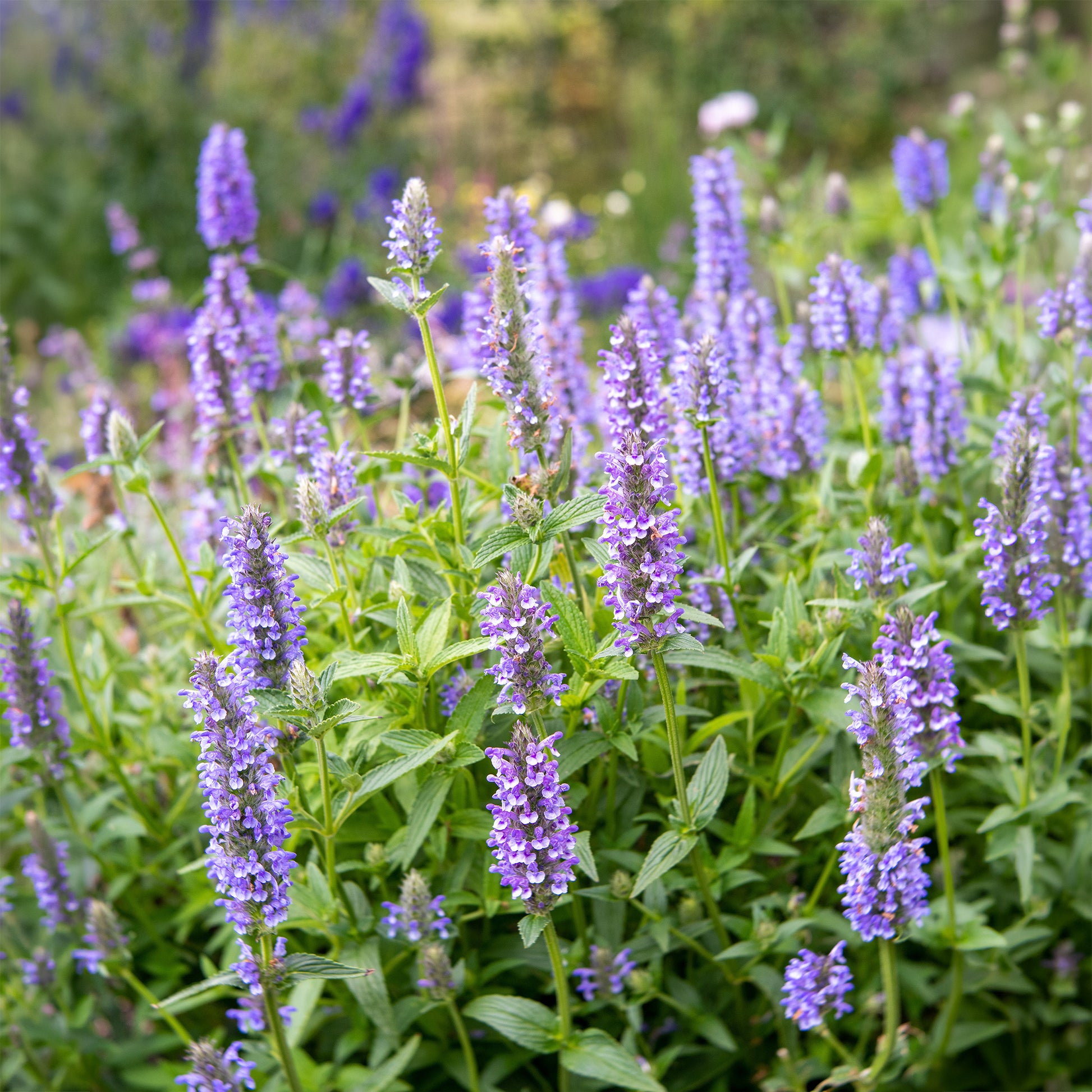 Kattenkruid - Nepeta nervosa - Bakker