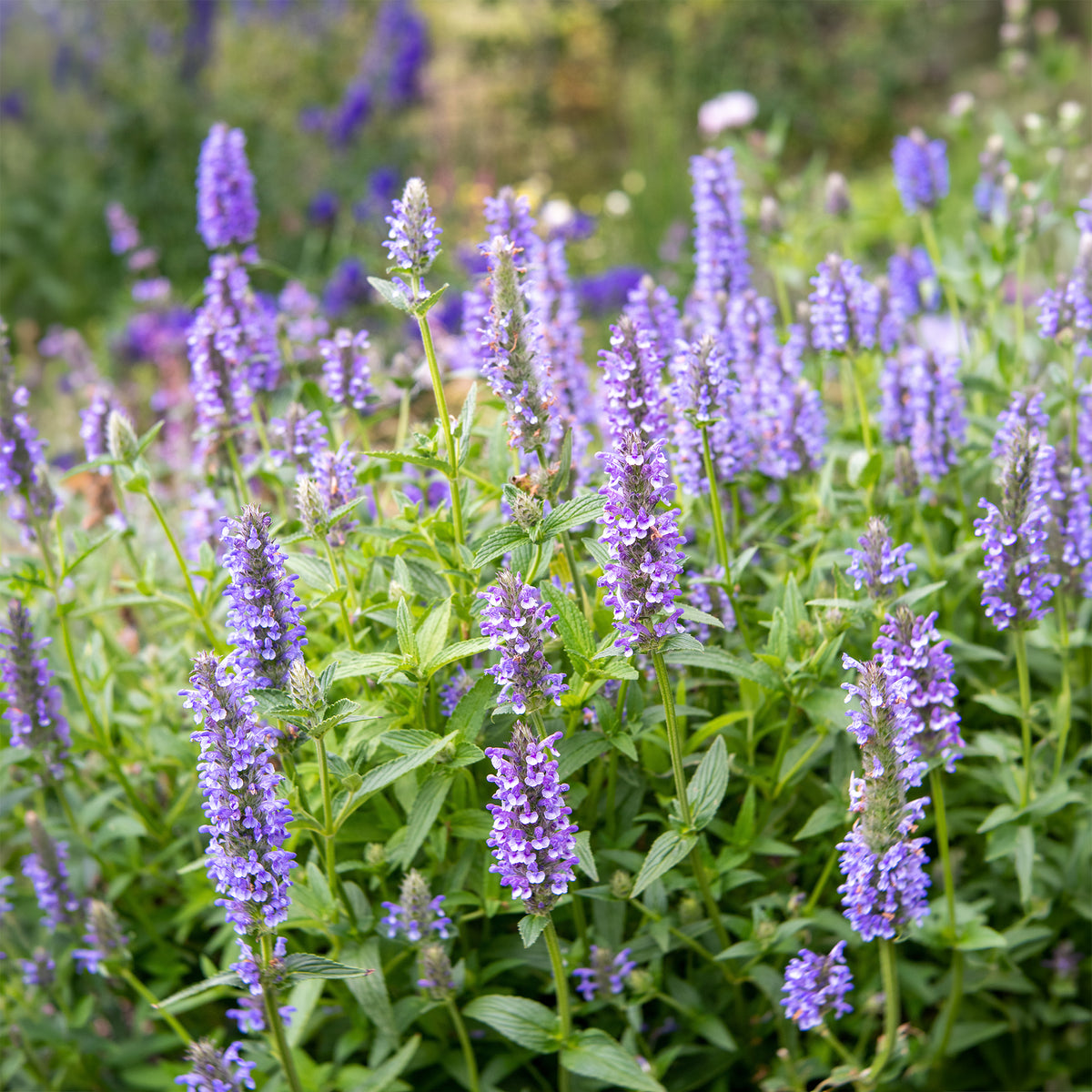 Kattenkruid - Nepeta nervosa - Bakker