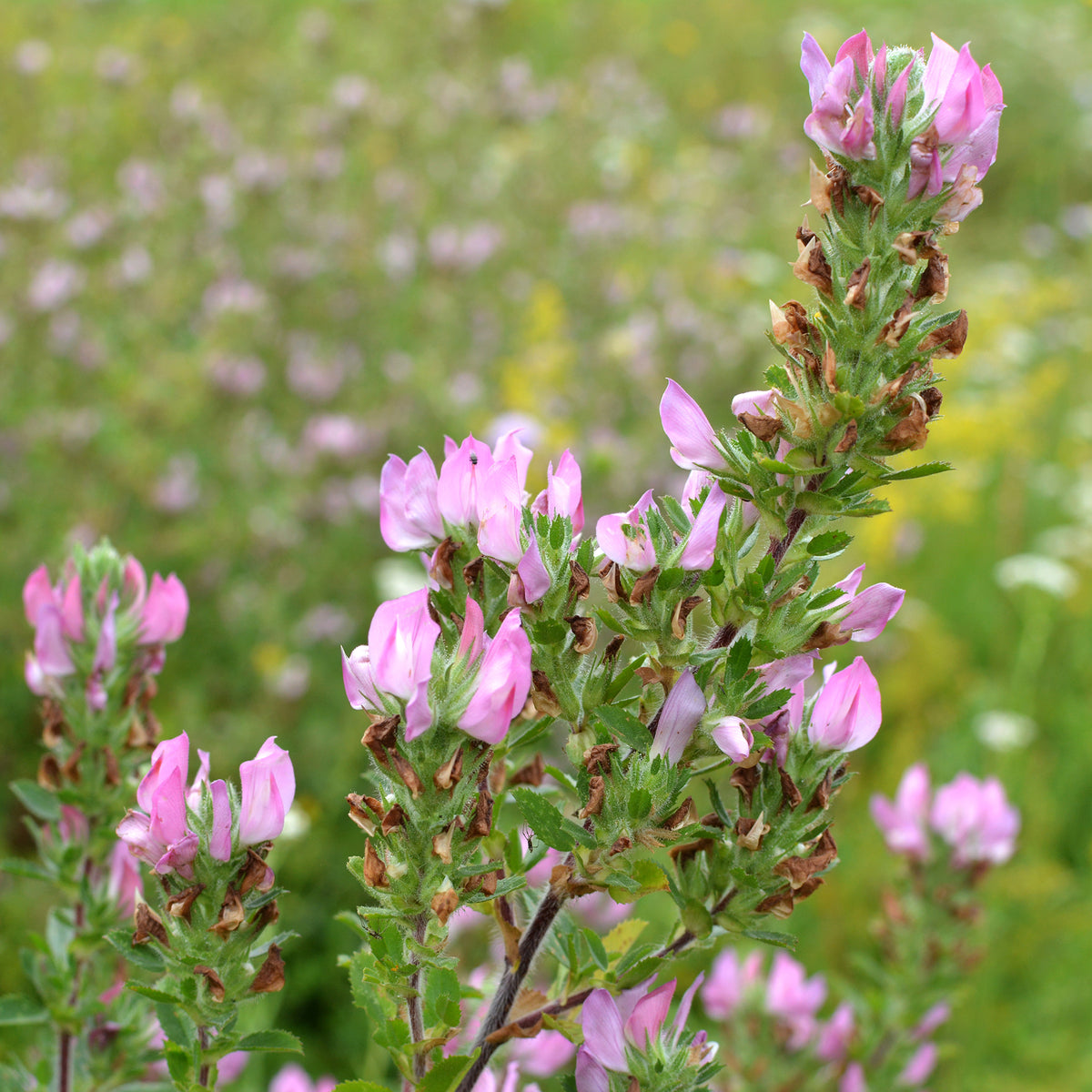 Kattendoorn - Ononis spinosa - Bakker