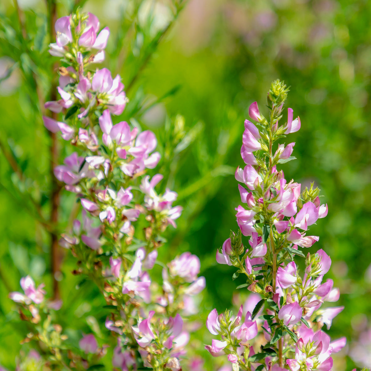 Vaste planten - Kattendoorn - Ononis spinosa