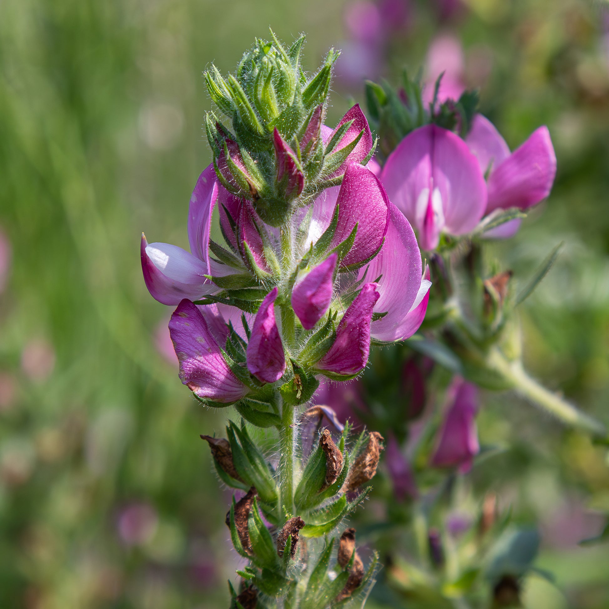 Ononis spinosa - Kattendoorn - Vaste planten