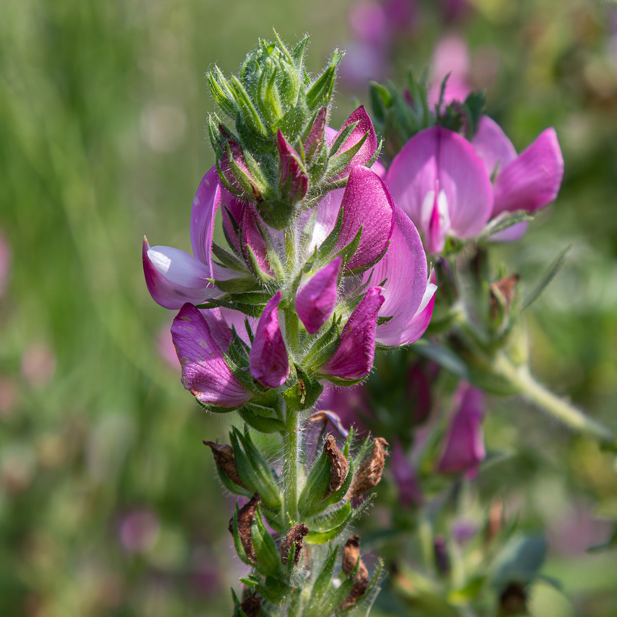 Ononis spinosa - Kattendoorn - Vaste planten