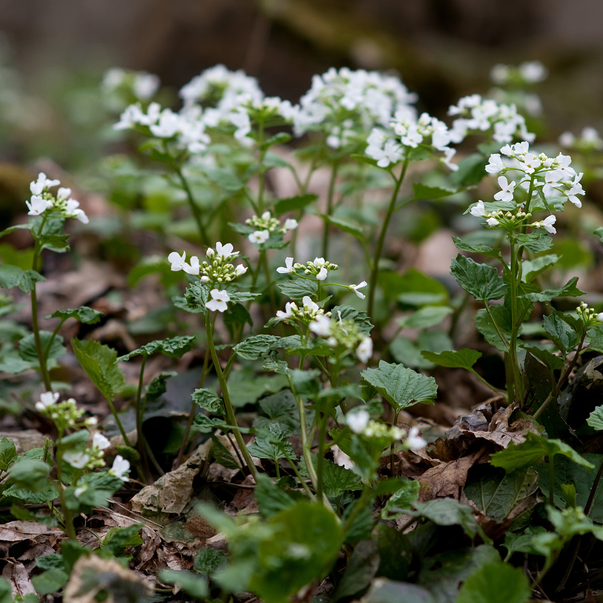 Kaukasische look zonder look - Pachyphragma macrophyllum - Bakker