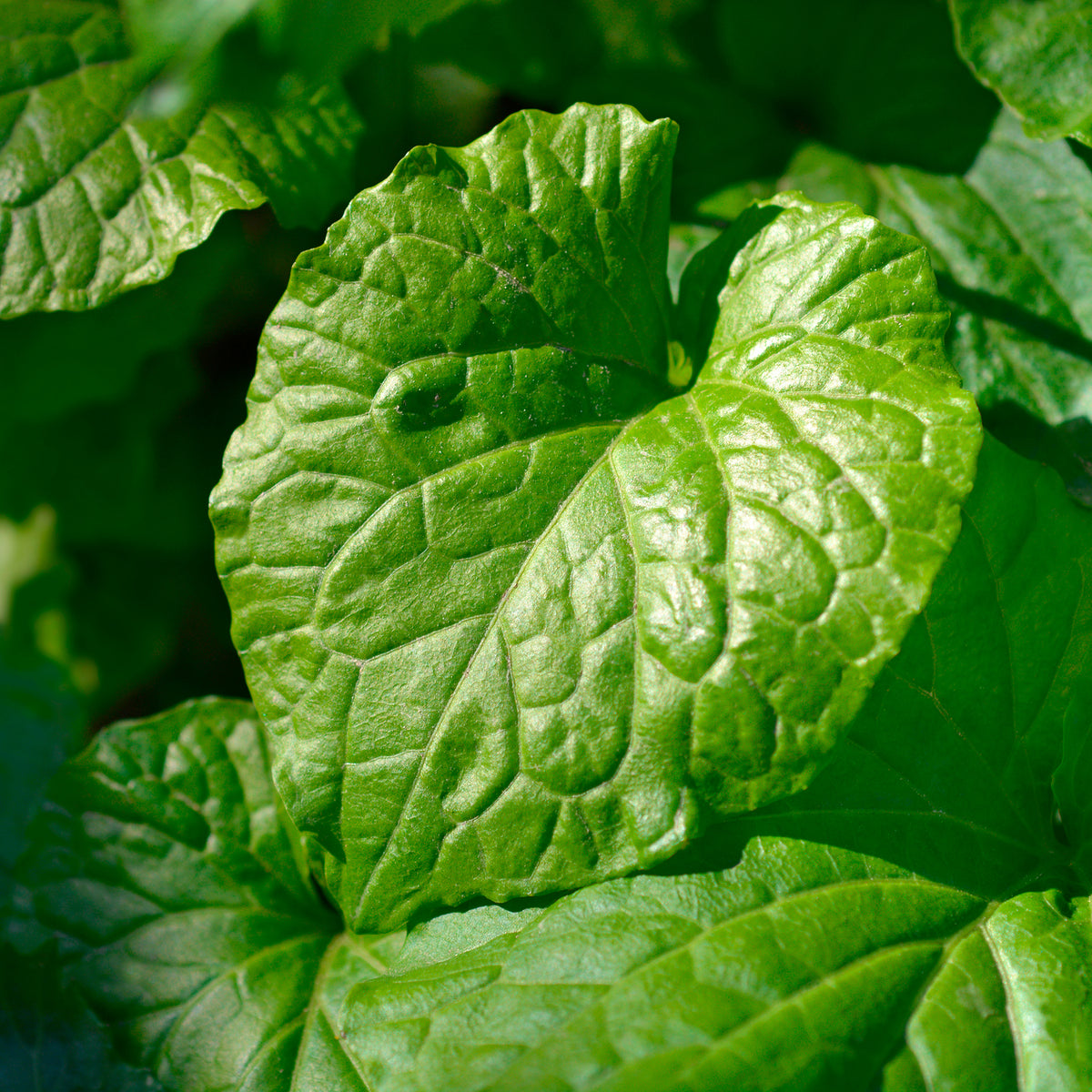 Verkoop Vaste planten - Kaukasische look zonder look